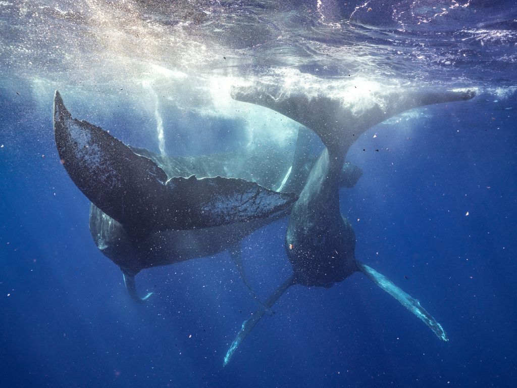 A penis extrusion can be seen on the whale on the left. (Photo courtesy Pacific Whale Foundation)